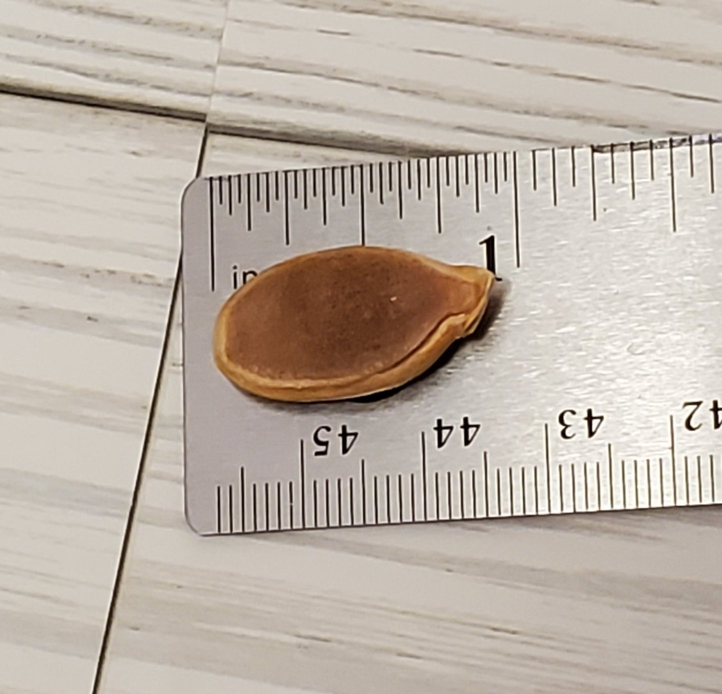 Large Pumpkin Seeds for Crafting