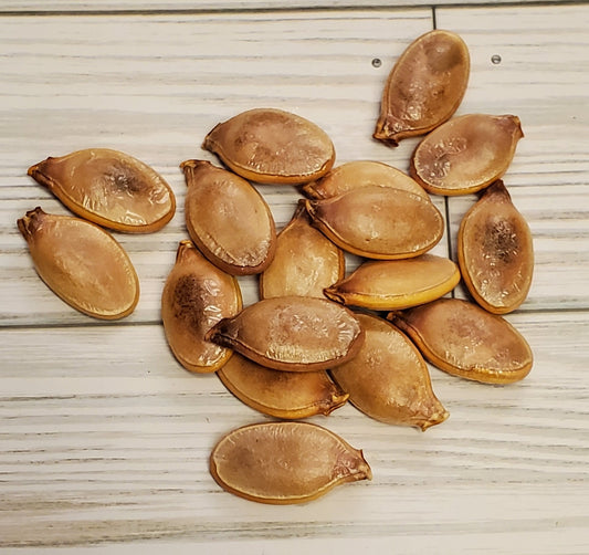 Large Pumpkin Seeds for Crafting